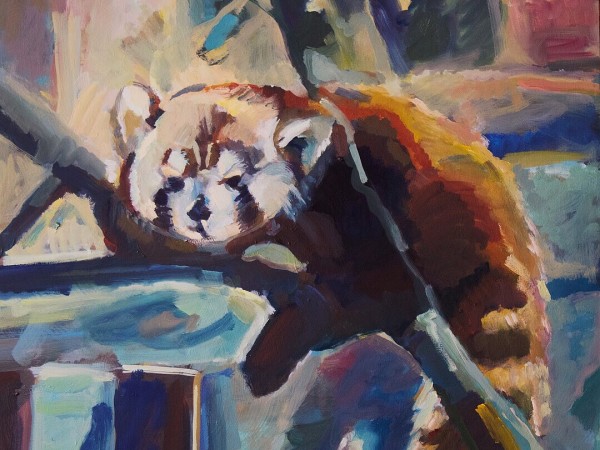 Alfonso the Red Panda