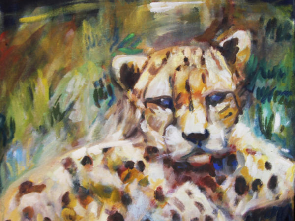 Cheetahs never Prosper